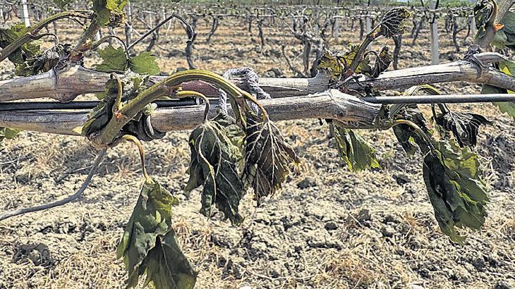 Salkım salkım endişe